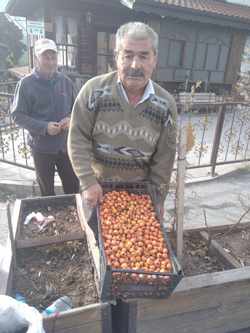 Dağ meyvesi Alıç şifa ve geçim kaynağı