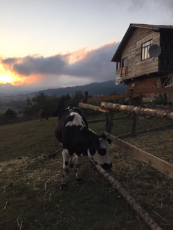 Karagöl yaylasında konaklayan göçerler dönüş yapmaya başladı.