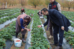 KAYMAKAM SERTTAŞ GENÇ ÇİFTÇİ,ÇİLEK YETİŞTİRİCİNİ TARLADA ZİYARET ETTİ