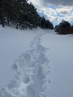 YAYLADA MAHSUR KALAN VATANDAŞ KURTARILDI