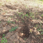 Aç kalan ayılar, kiraz bahçelerini talan etti