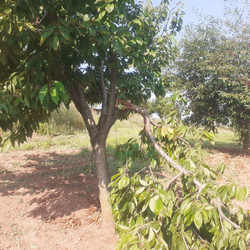 Aç kalan ayılar, kiraz bahçelerini talan etti