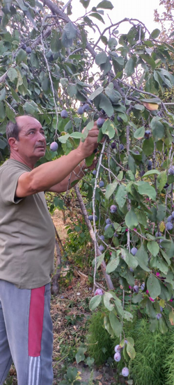 Taraklı Eriği kurutuluyor