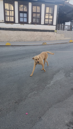 Sabah Yürüyüşü: Görülen Sorunlar