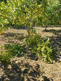 Taraklı'da Ceviz Bahçesine Ayı Girdi!