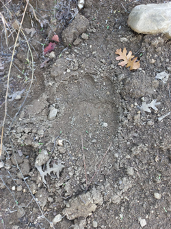 Taraklı'da Ceviz Bahçesine Ayı Girdi!