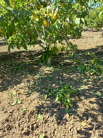 Taraklı'da Ceviz Bahçesine Ayı Girdi!