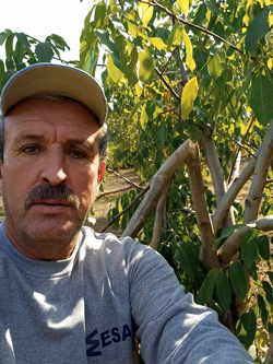 Taraklı'da Ceviz Bahçesine Ayı Girdi!