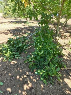 Taraklı'da Ceviz Bahçesine Ayı Girdi!