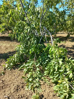 Taraklı'da Ceviz Bahçesine Ayı Girdi!