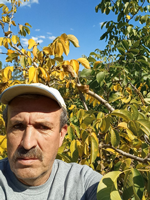 Taraklı'da Ceviz Bahçesine Ayı Girdi!