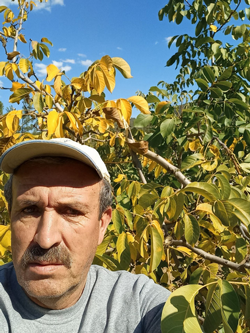 Taraklı'da Ceviz Bahçesine Ayı Girdi!