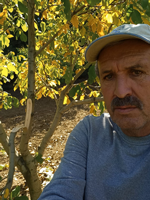 Taraklı'da Ceviz Bahçesine Ayı Girdi!