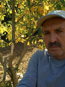 Taraklı'da Ceviz Bahçesine Ayı Girdi!