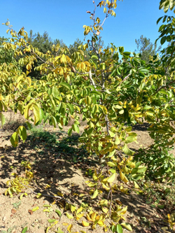 Taraklı'da Ceviz Bahçesine Ayı Girdi!
