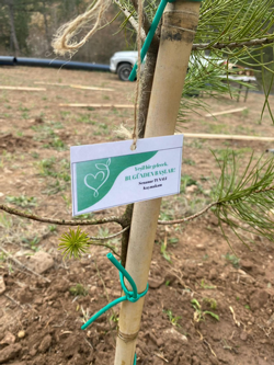 Kaymakam Tunalı Öğrencilerle Omuz Omuza Verip Ağaç Dikti