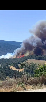 Taraklı’da orman yangını!