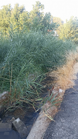 Kötü koku mahalleliyi bıktırdı!