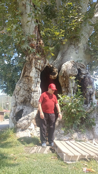 Bu Yazı, Tarihi Çınarın Gölgesinde Yazıldı.