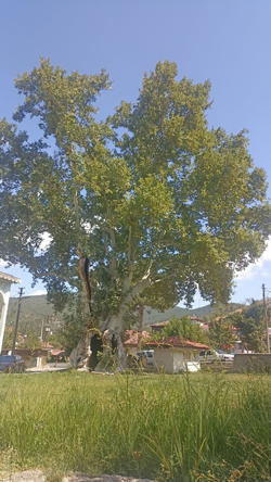 Bu Yazı, Tarihi Çınarın Gölgesinde Yazıldı.