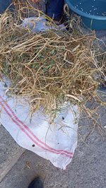 Taraklı Çarşısı’nda Fasulye Keyfi