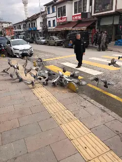 Taraklı'nın Güvercin Dostu İzzettin Kömürcü