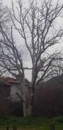 Rüştiye Meydanı Bakımsızlığa Terk Edildi