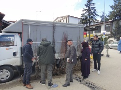 Pazarda Fidan Satışları Başladı