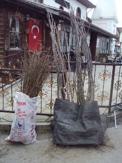 Pazarda Fidan Satışları Başladı