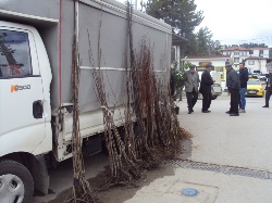 Pazarda Fidan Satışları Başladı