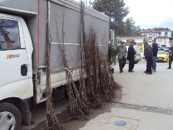 Bahçelerde Fidan Dikim Zamanı Geldi