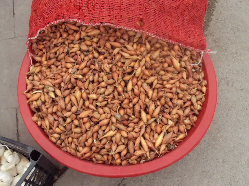 Arpacık Soğan Pazara İndi