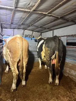 Kurban Hareketliliği Başladı