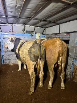 Kurban Hareketliliği Başladı