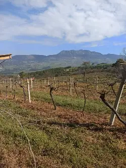 Hacıyakup Bağlarında Budama Mesaisi