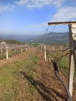 Hacıyakup Bağlarında Budama Mesaisi