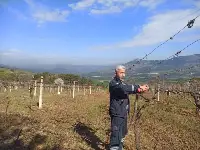 Hacıyakup Bağlarında Budama Mesaisi