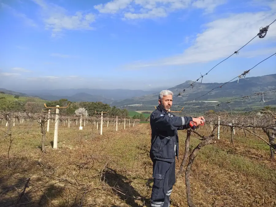 Hacıyakup Bağlarında Budama Mesaisi