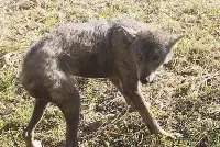 Taraklı Merkezinde Kurt Paniği