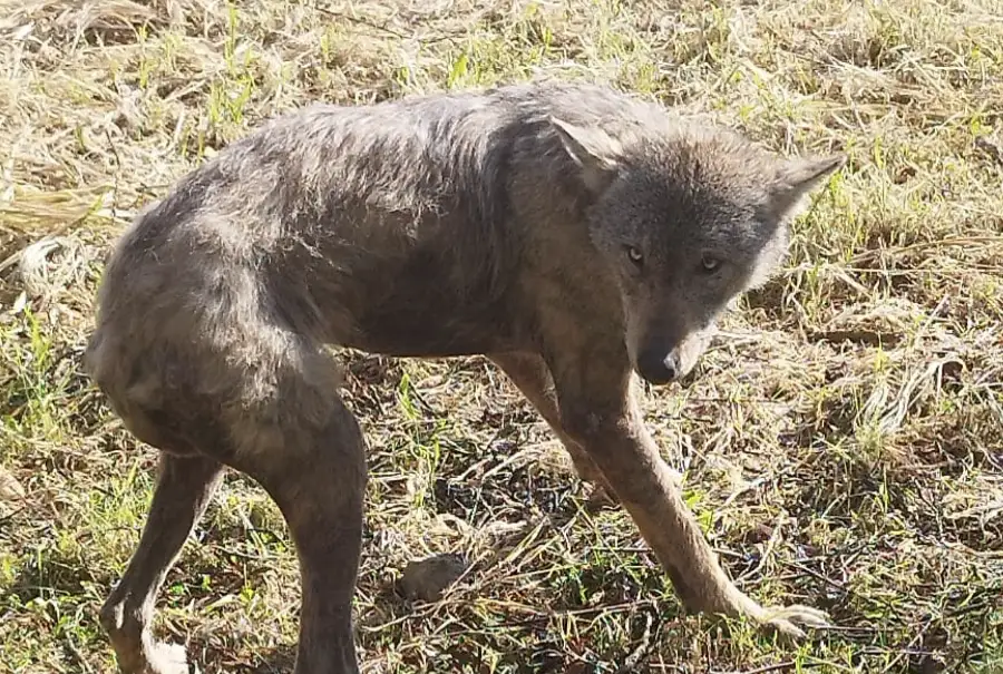 Taraklı Merkezinde Kurt Paniği