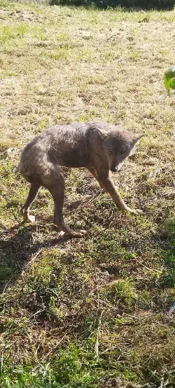 Taraklı Merkezinde Kurt Paniği