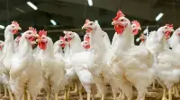 Tavuk Çiftliğini Halka Anlatacaklar
