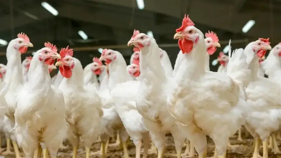 Tavuk Çiftliğini Halka Anlatacaklar
