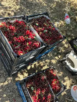 Hacıyakup Mahallesi'nde Vişne Hasadı Başladı