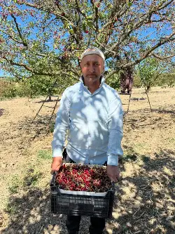 Hacıyakup Mahallesi'nde Vişne Hasadı Başladı