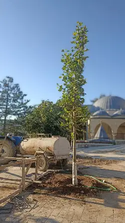 Taraklı Meydanı Yenileniyor