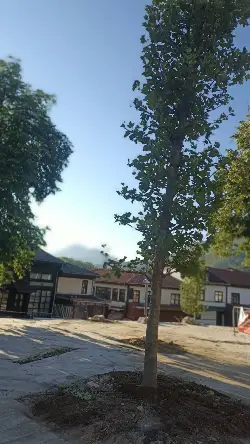 Taraklı Meydanı Yenileniyor