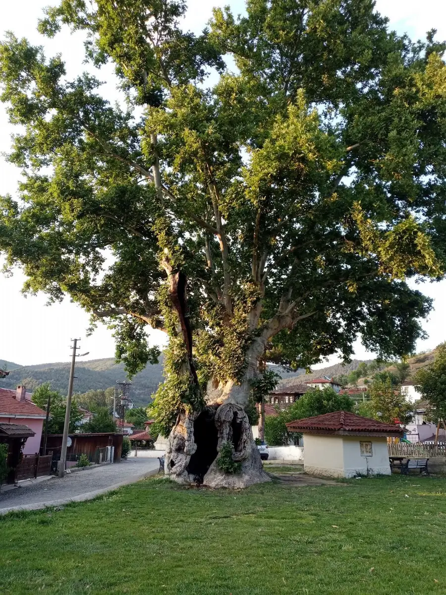 Büyükşehir'in Taraklı Hıncı