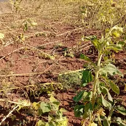 Yaban Domuzları Ayçiçek Tarlasına Zarar Verdi