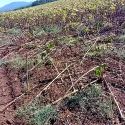 Yaban Domuzları Ayçiçek Tarlasına Zarar Verdi